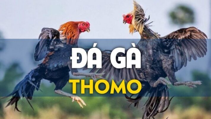 Đá gà thomo 